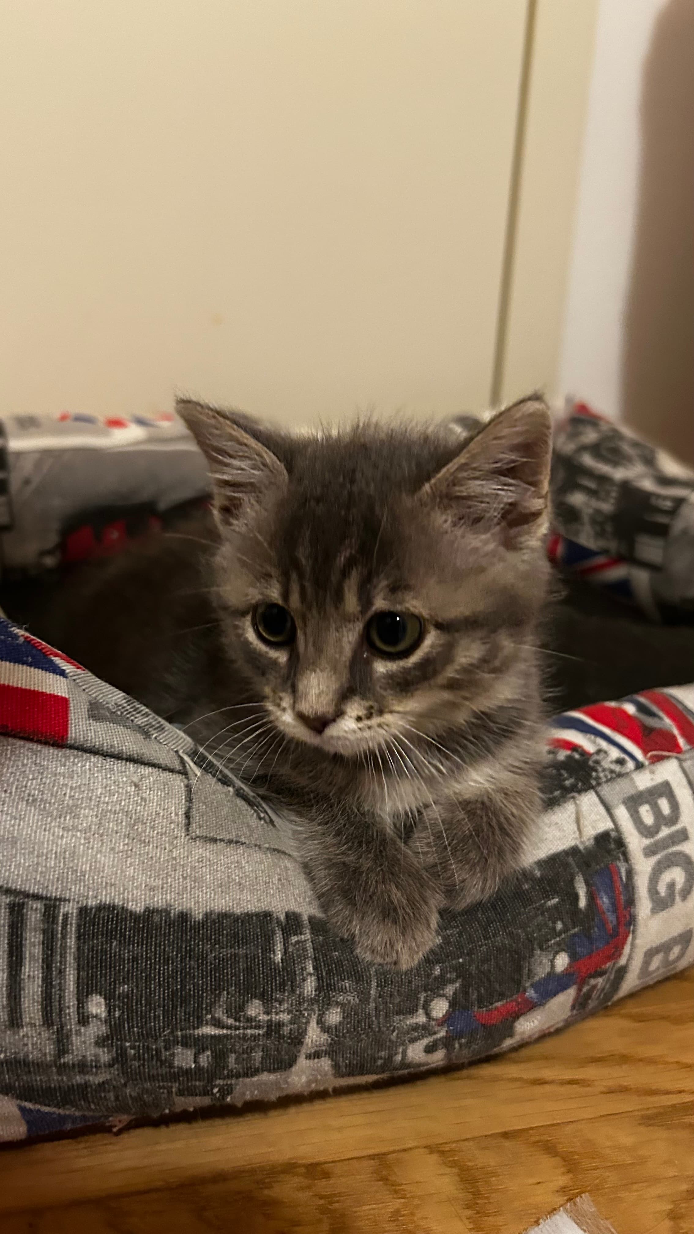 Ondina, the kitten who inspired CatKeyper